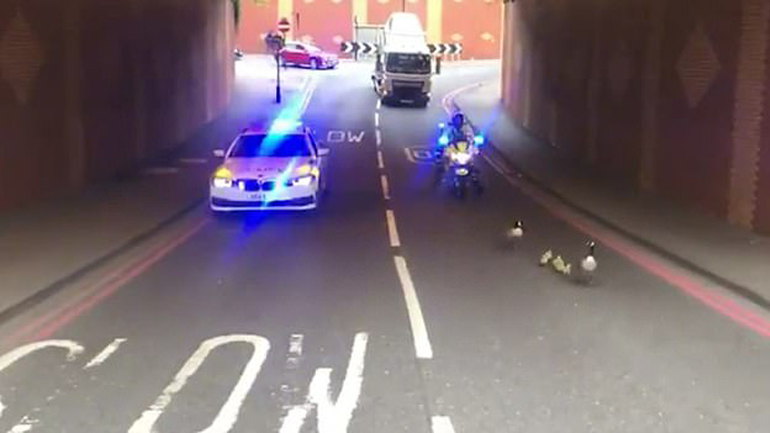 Βρετανία: Αστυνομική συνοδεία για… χήνες